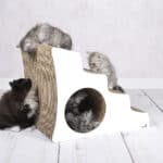 Lescalier Katzentreppe