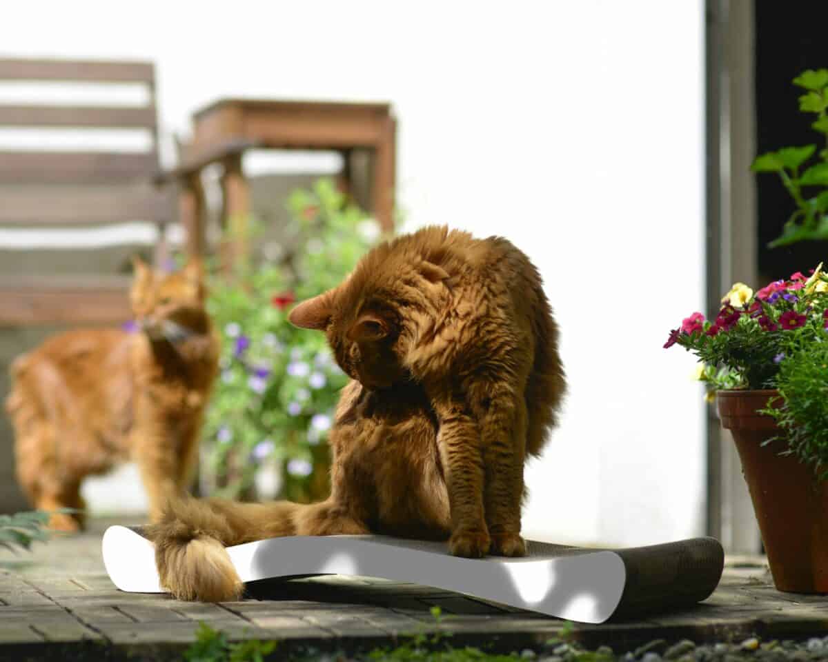 La Ola Kratzwelle für Katzen – Bild 1