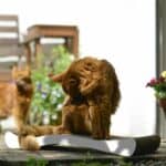 La Ola Kratzwelle für Katzen