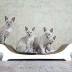 Le Canapé Katzensofa