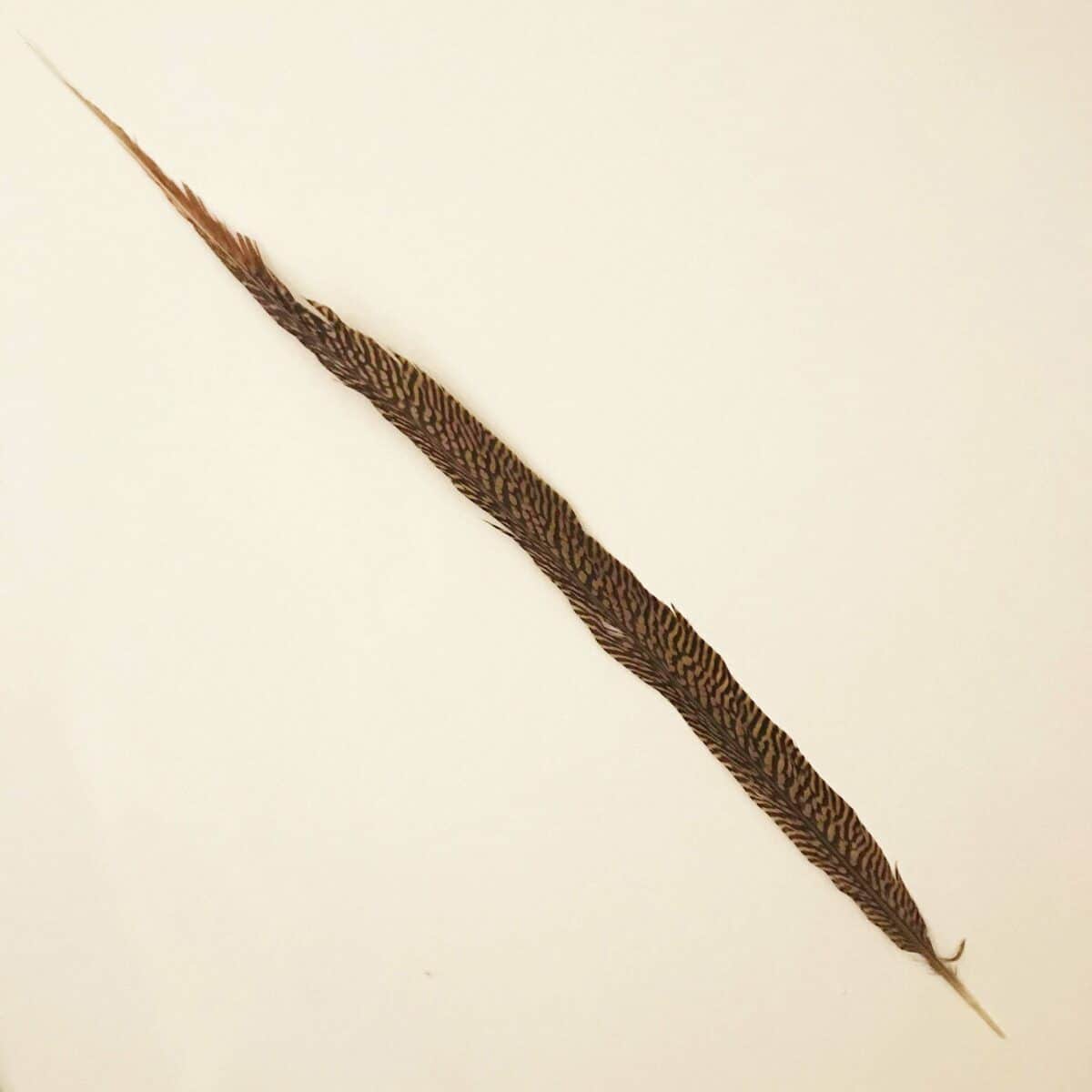 Fasanenfeder – Bild 2