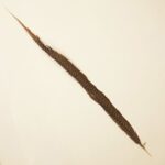 Fasanenfeder – Bild 2