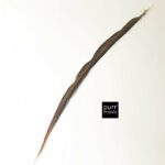 Fasanenfeder xtra long